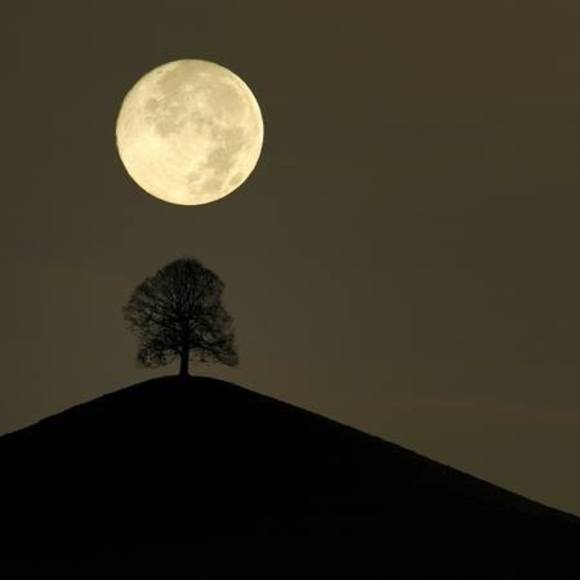 Meet your Posher, Daphne - Picture 1 of 1